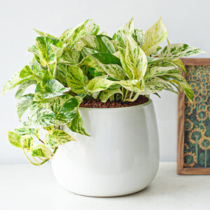 Cây văn phòng - Trầu bà cẩm thạch