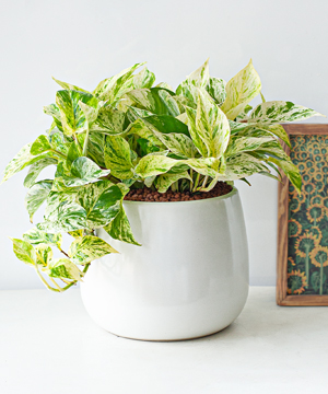 Cây văn phòng - Trầu bà cẩm thạch