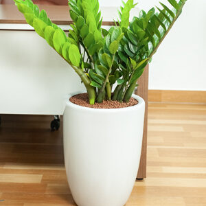 Cây văn phòng - Kim tiền văn phòng