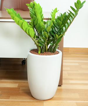 Cây văn phòng - Kim tiền văn phòng