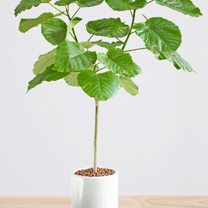 Cây văn phòng - Cây Sung Lá