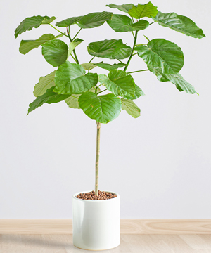 Cây văn phòng - Cây Sung Lá