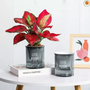 Chậu Trồng Cây Thuỷ sinh