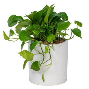 Cây văn phòng - Trầu bà MST22