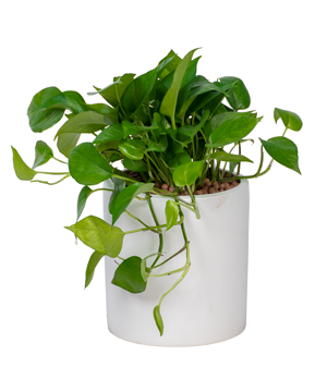 Cây văn phòng - Trầu bà MST22