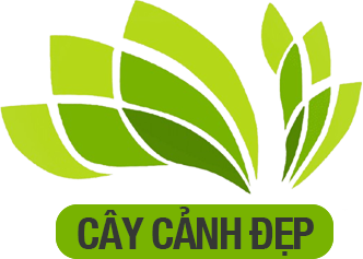 Cây Cảnh Đẹp – Mua Bán Cây Cảnh Và Phụ Kiện
