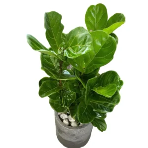 Chậu Cây Để Bàn Bàn Singapore