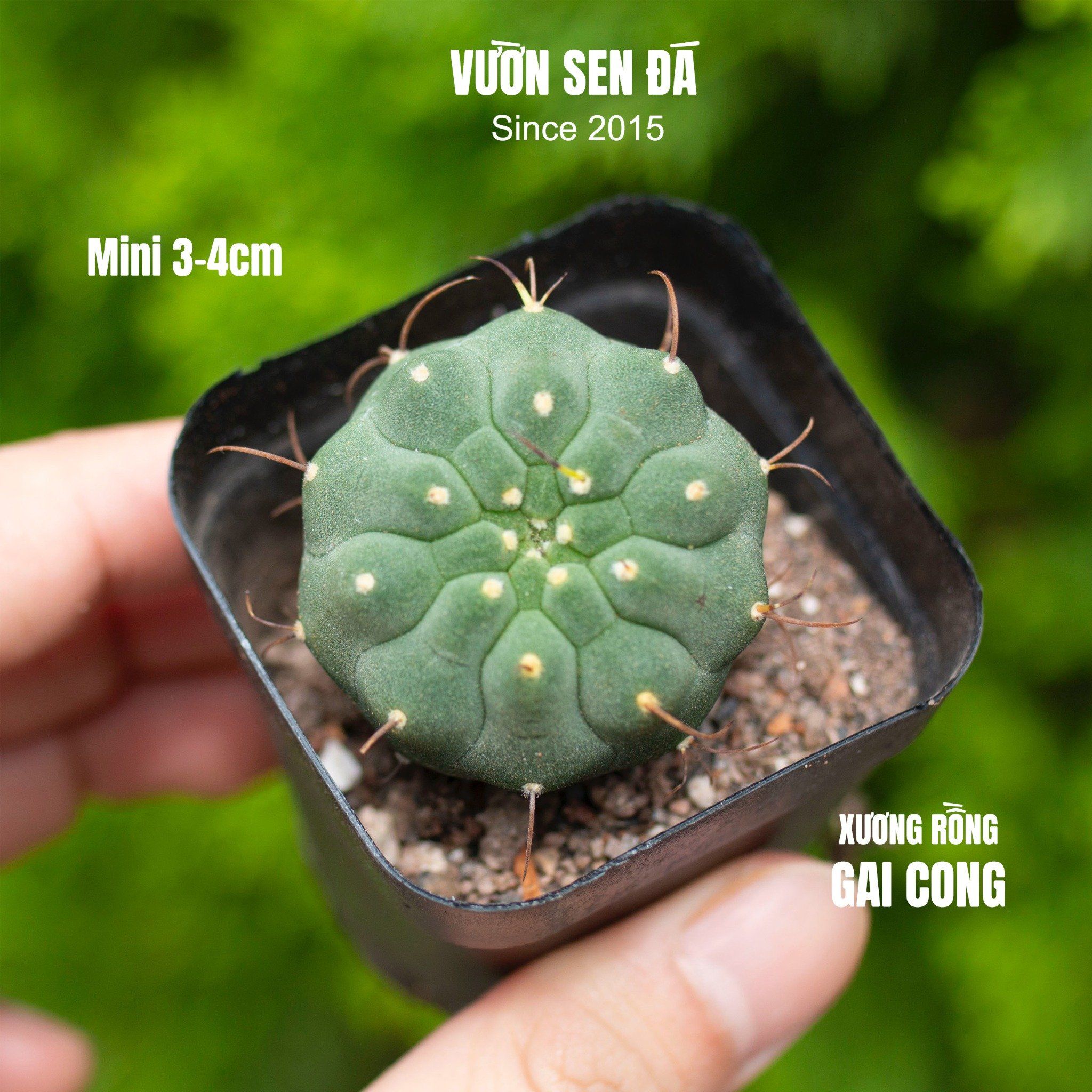 Xương rồng gai cong 3-4cm