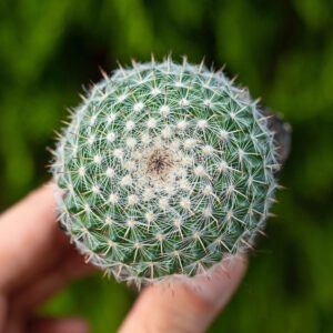 Xương rồng bánh sinh nhật 4-5cm