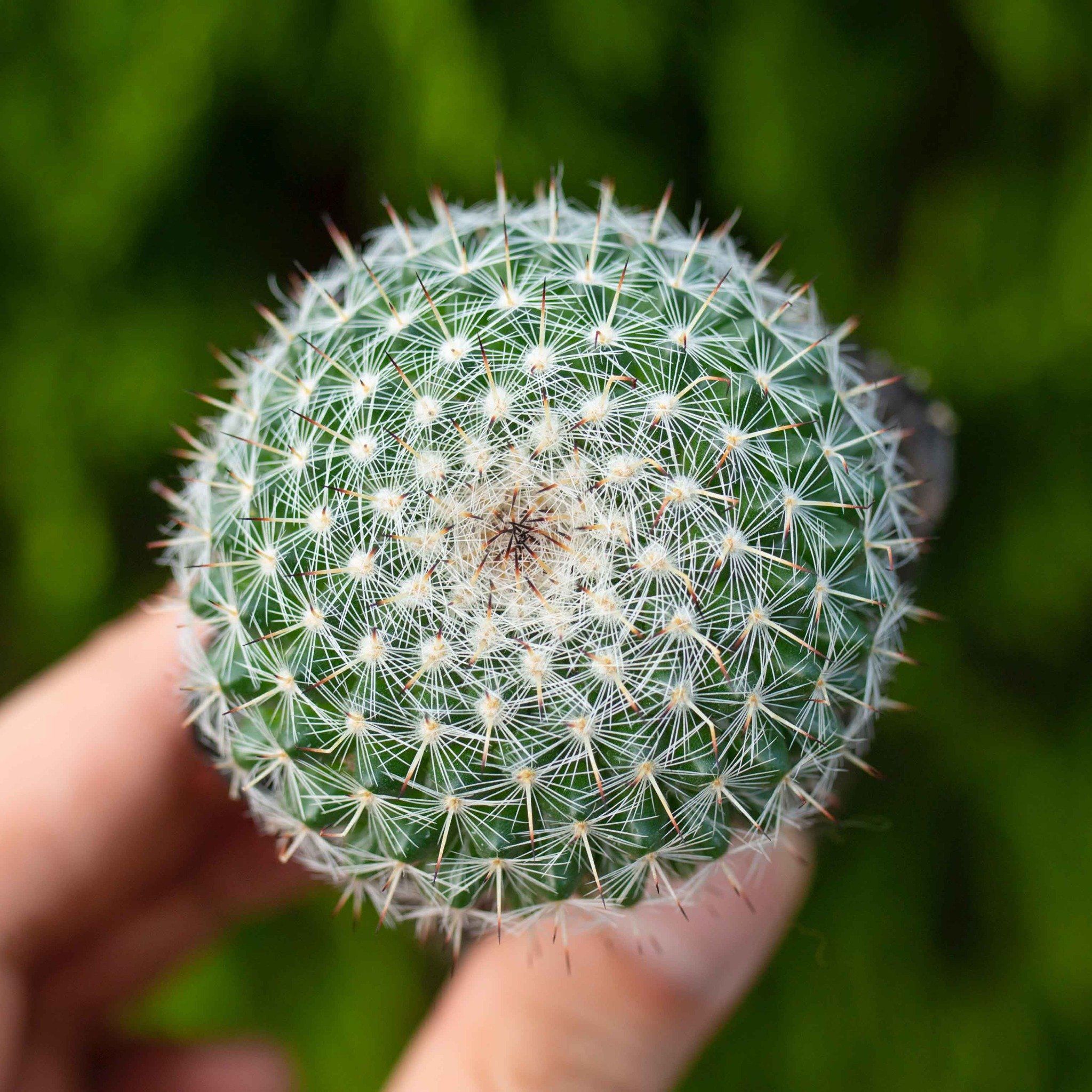 Xương rồng bánh sinh nhật 4-5cm