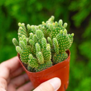 Xương rồng tai thỏ bụi