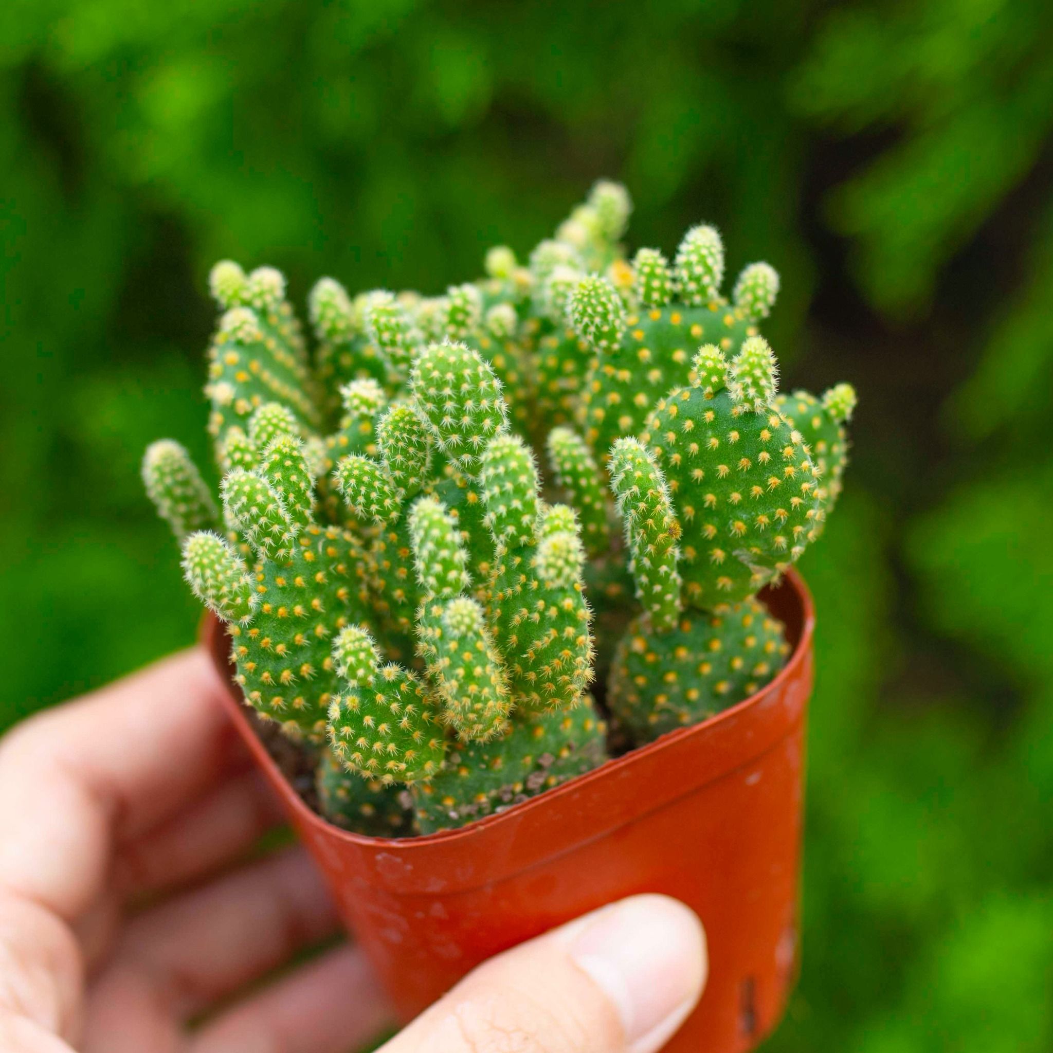 Xương rồng tai thỏ bụi