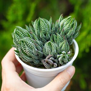 Sen đá móng rồng cúp bụi cỡ vừa 9-11cm