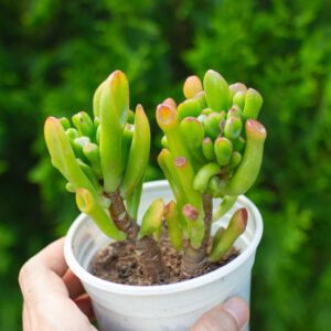 Sen đá ống điếu cỡ vừa 9-11cm