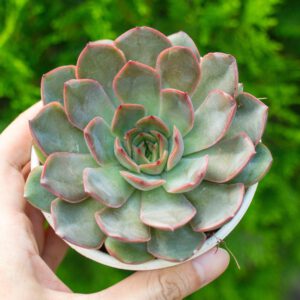 Sen đá viền cam cỡ vừa 9-11cm