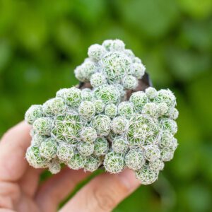 Xương rồng trứng chim cỡ vừa