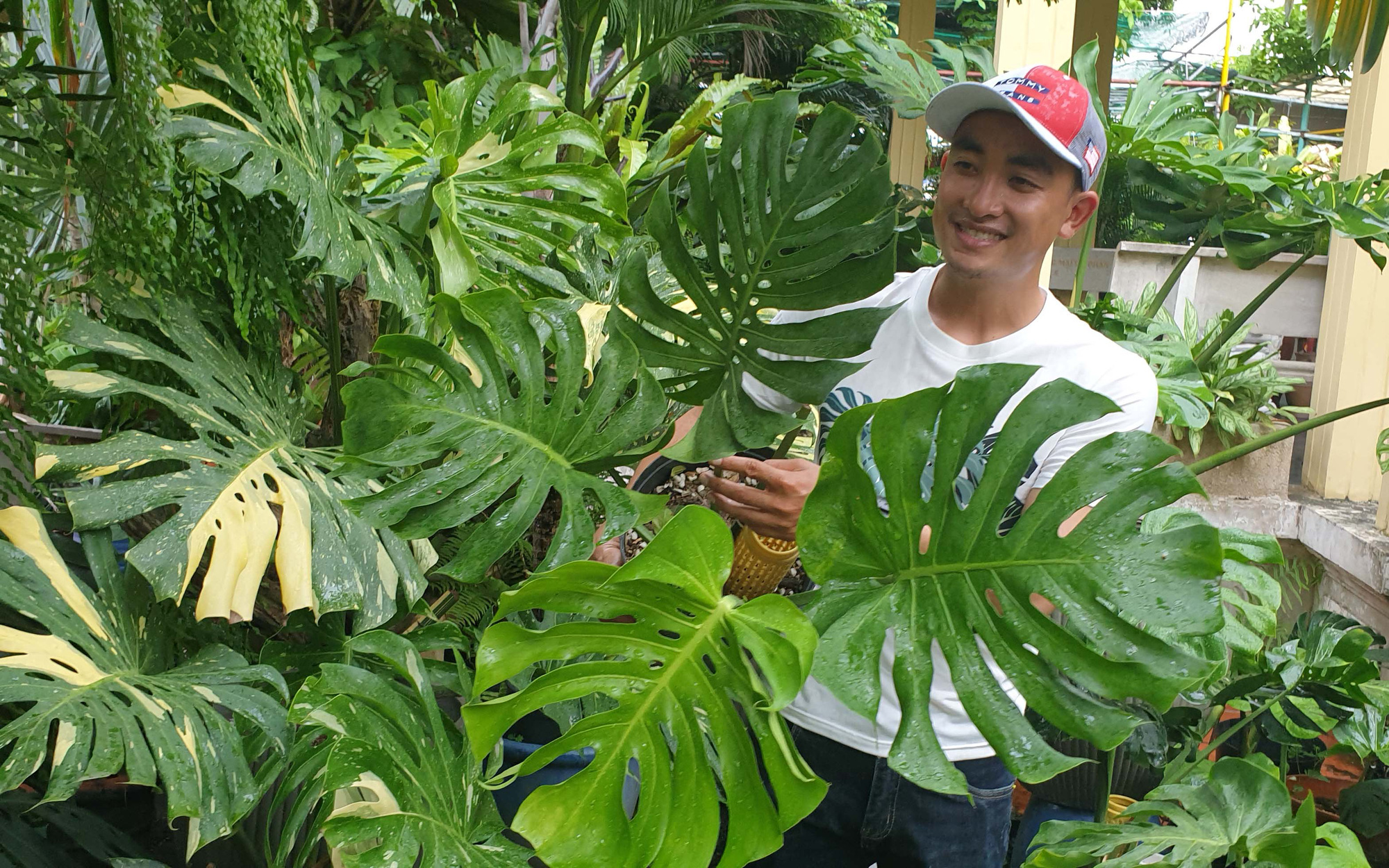 Cây Monstera đột biến